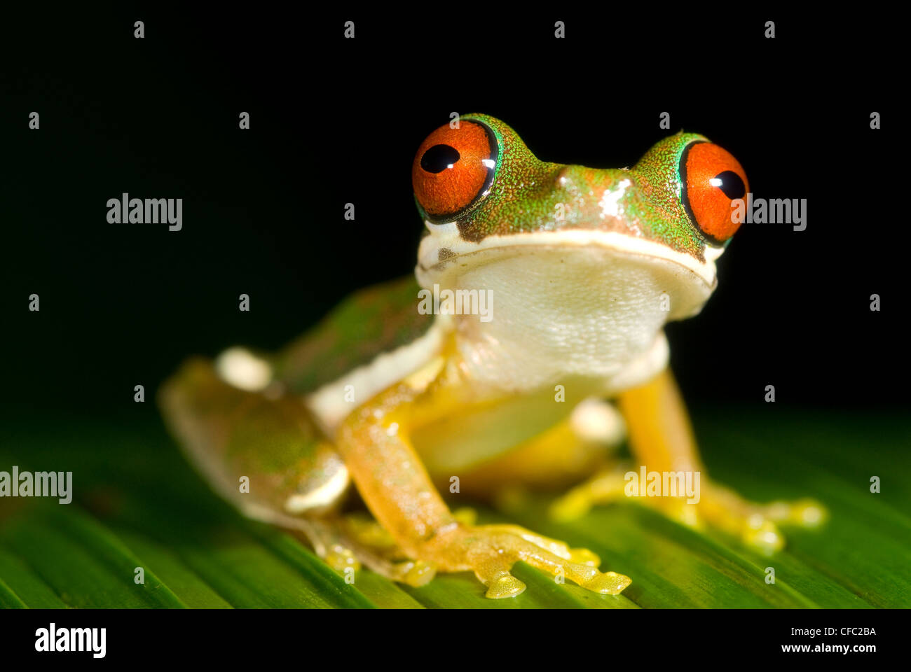 Red-eyed Stream Frog en Costa Rica Foto de stock