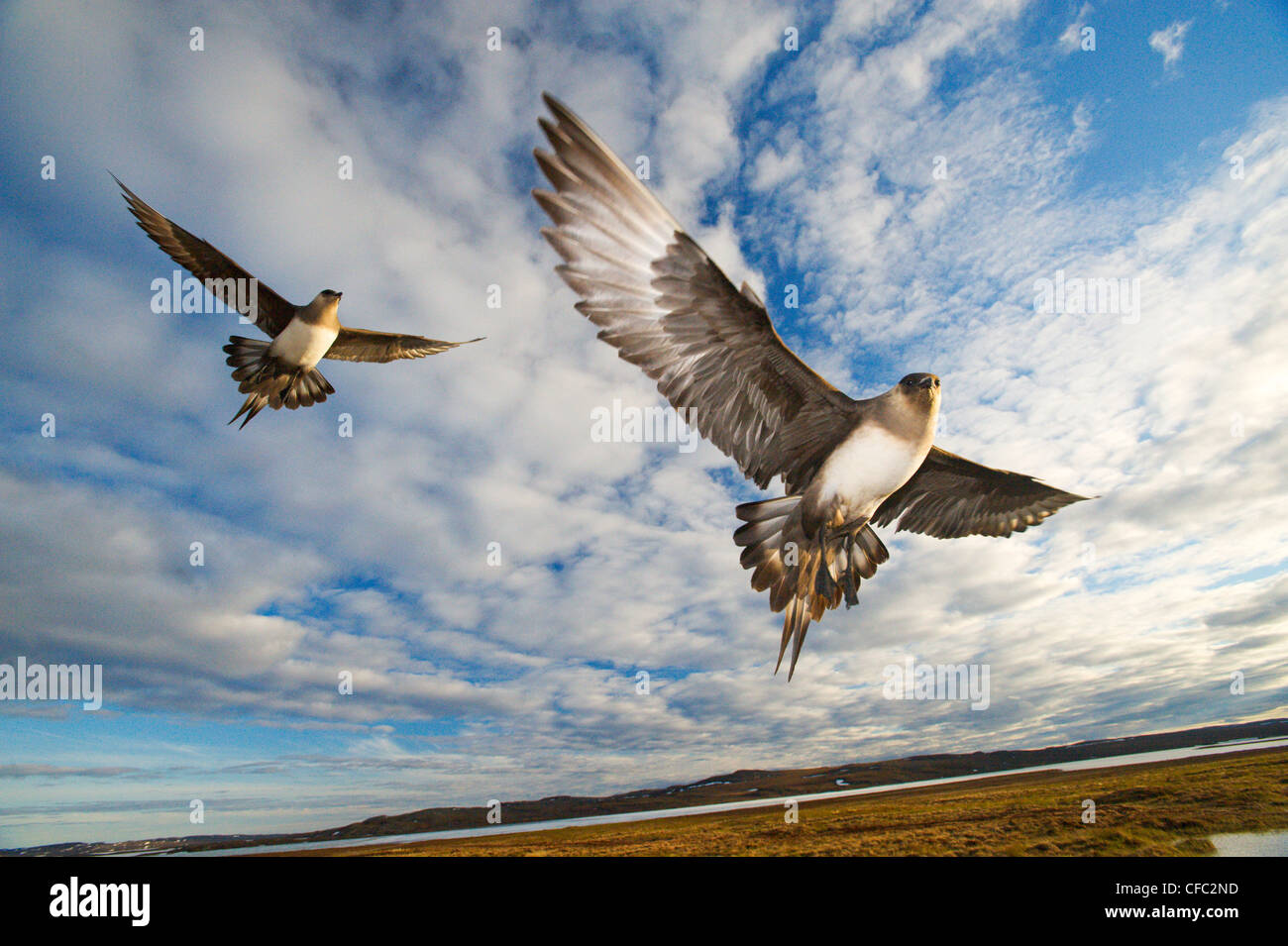 Jaegers parasitarias (Stercorarius parasiticus) defendiendo un nido cercano, Nunavut, Ártico Canadiense Foto de stock