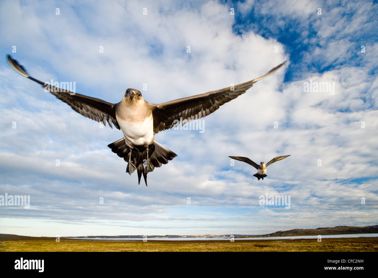 Jaegers parasitarias (Stercorarius parasiticus) defendiendo un nido cercano, Nunavut, Ártico Canadiense Foto de stock
