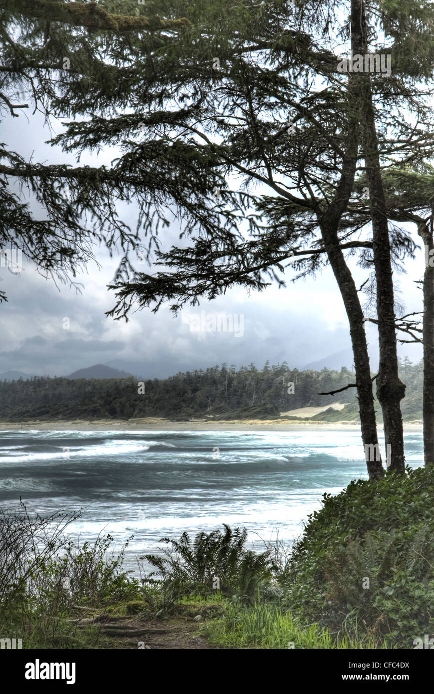 Long Beach Tofino olas enmarcado por árboles Foto de stock