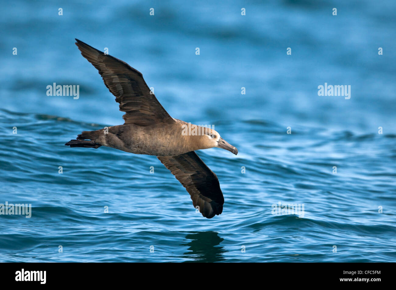 El albatros de patas negras de viaje off pelágicos Westport WA Foto de stock