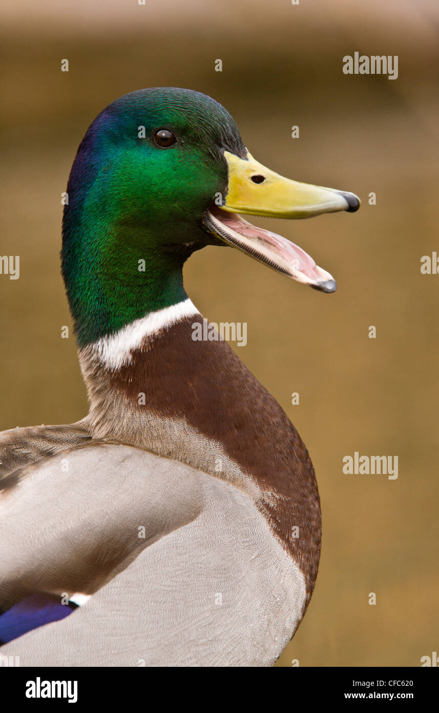 Pico de pato fotografías e imágenes de alta resolución - Alamy