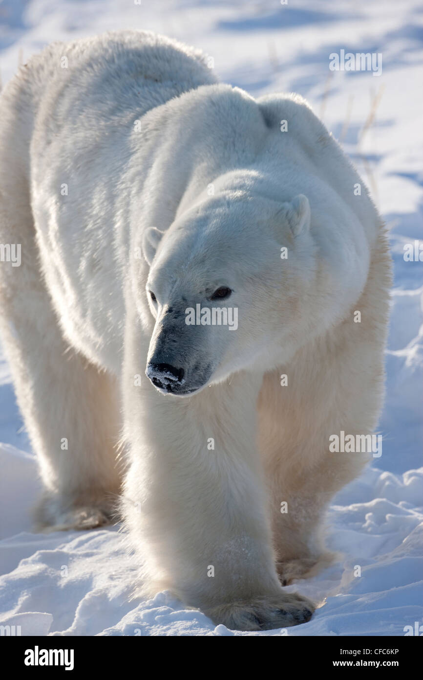 Cuerpo completo retroiluminado de cerca el Oso Polar Ursus Foto de stock