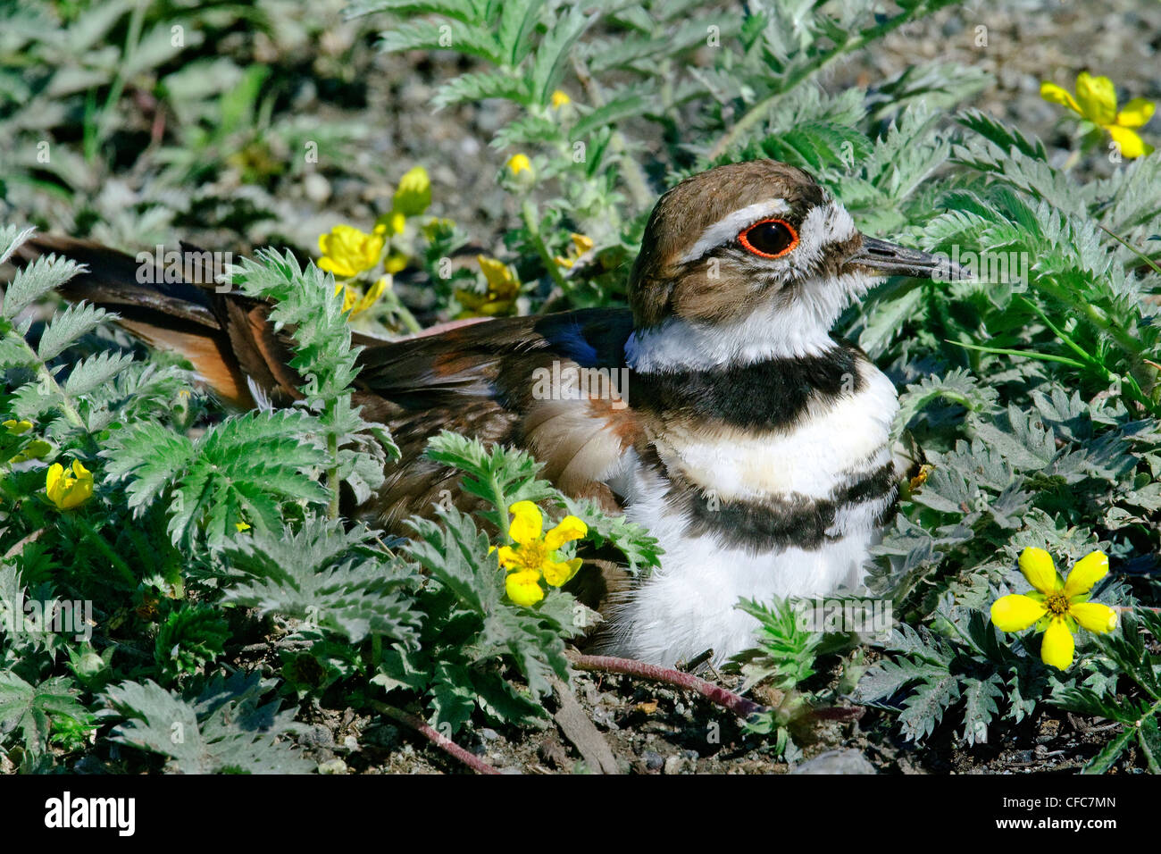 Killdeer (Charadrius vociferus) incubando una nidada de cuatro huevos, sur de Okanagan, Columbia Británica Foto de stock