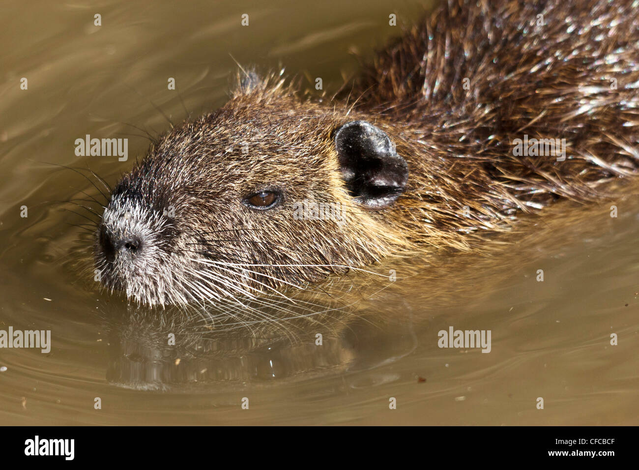 Coipo, Myocastor coypus, Myocastoridae, Plano, Texas, EE.UU., los animales herbívoros, den, especies invasoras, nutria, plagas, semi aquati Foto de stock