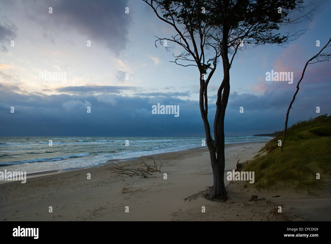 Darss playa oeste al anochecer, Fischland-Darss-Zingst, Mar Báltico, Mecklenburg-West Pomerania, Alemania Foto de stock