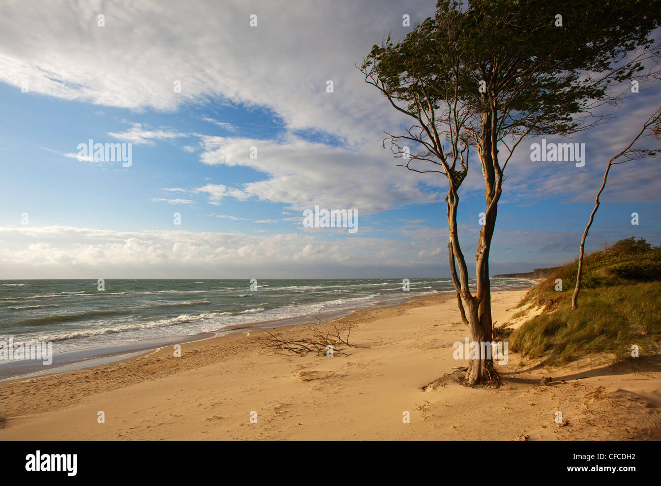 En Darss west beach, Fischland-Darss-Zingst, Mar Báltico, Mecklenburg-West Pomerania, Alemania Foto de stock