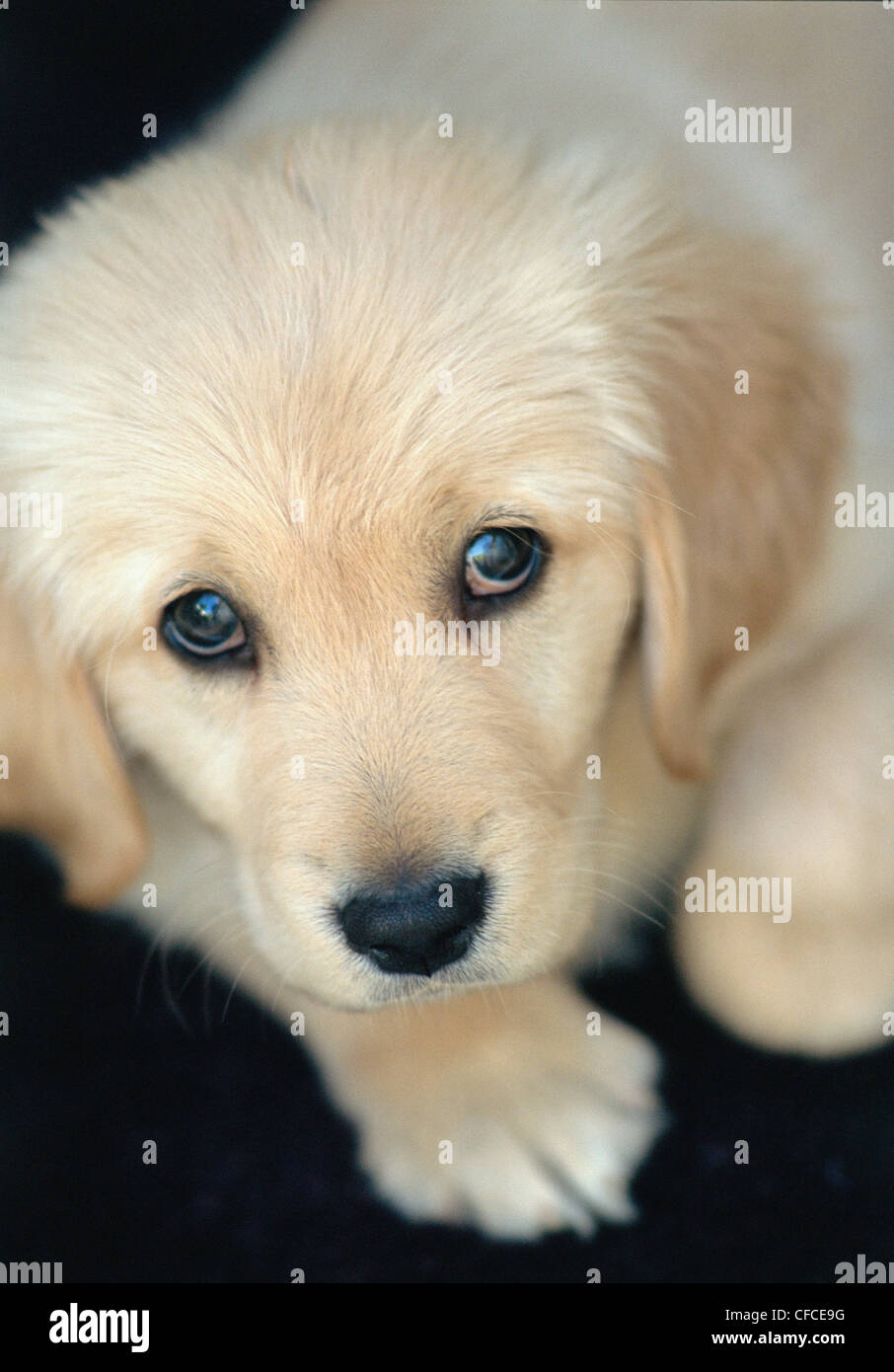 Retrato del joven cachorro golden retriever en casa Foto de stock