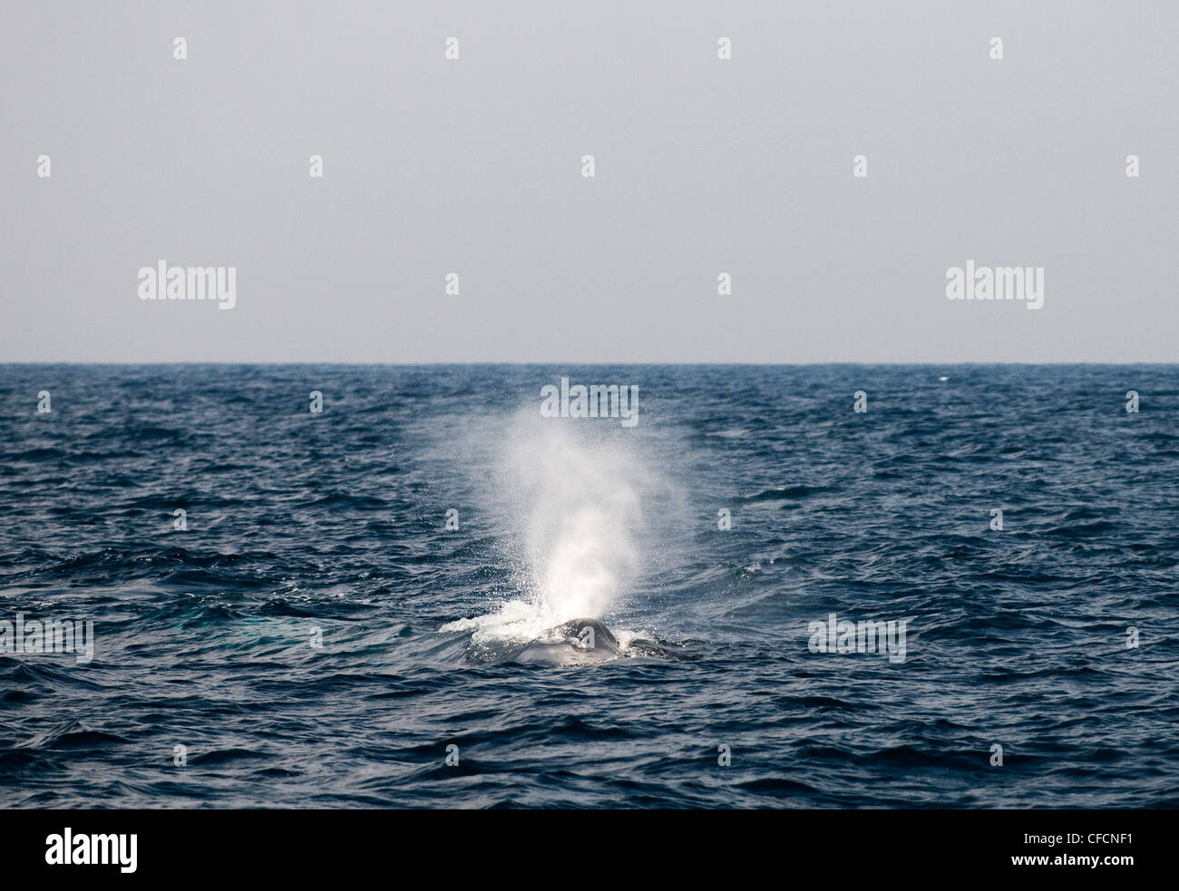 Una ballena azul en el océano Índico. Foto de stock