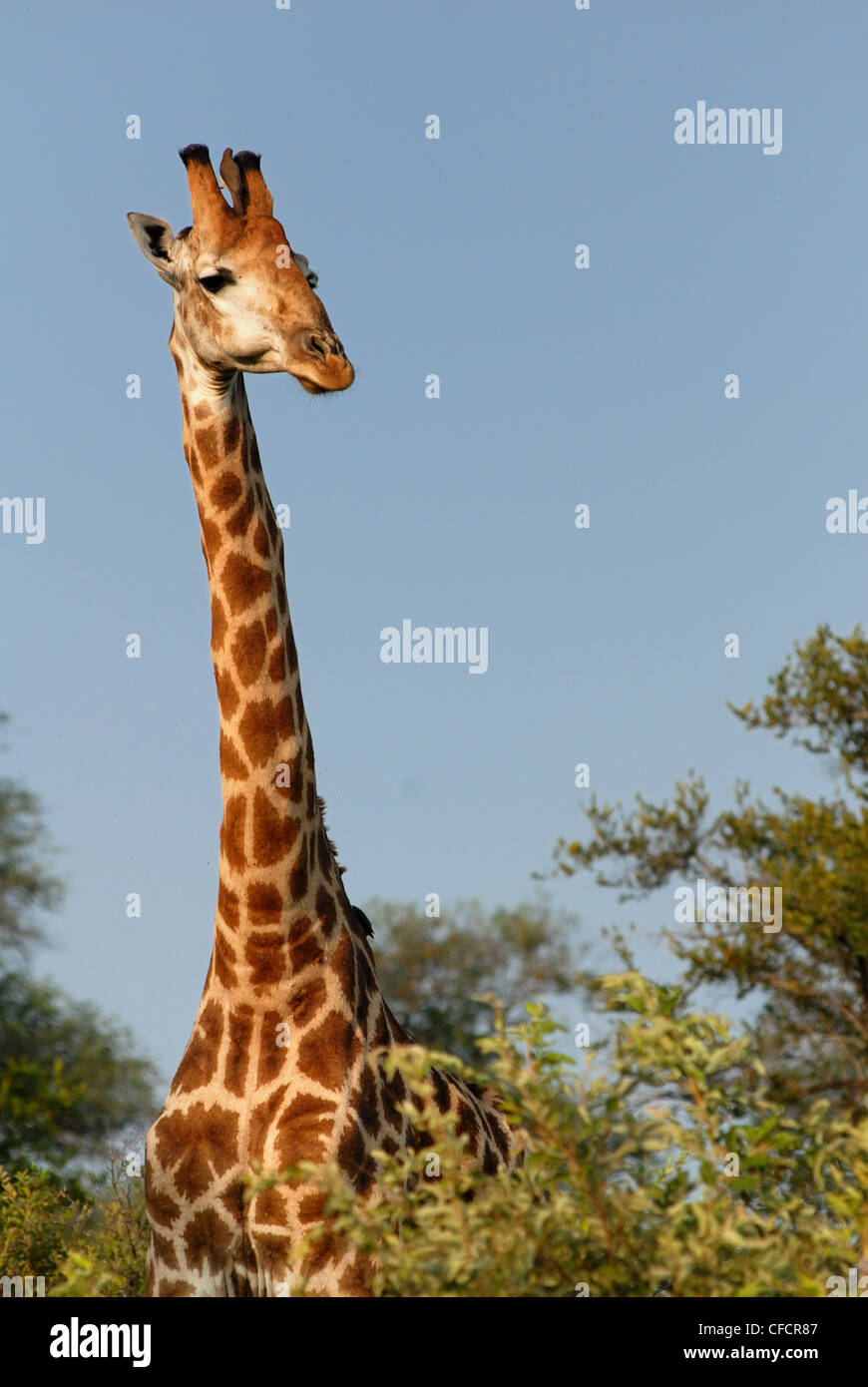 Perfil de jirafa macho Foto de stock