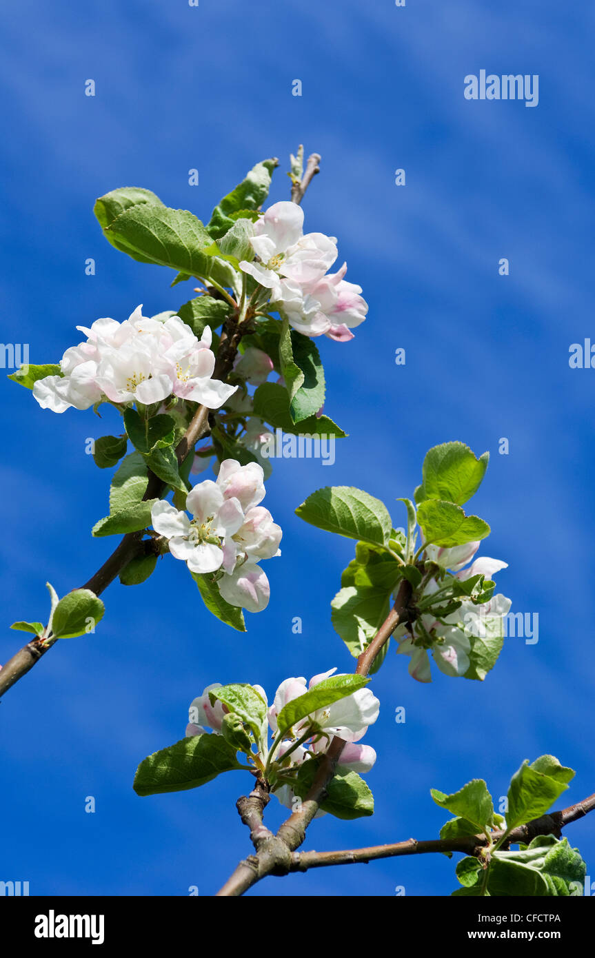 Close-up de apple blossoms, Isla de Vancouver, British Columbia, Canadá Foto de stock