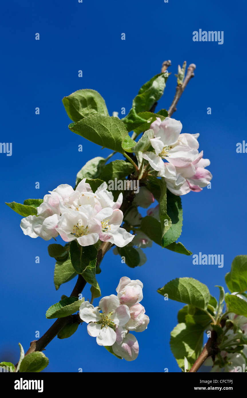 Close-up de apple blossoms, Isla de Vancouver, British Columbia, Canadá Foto de stock