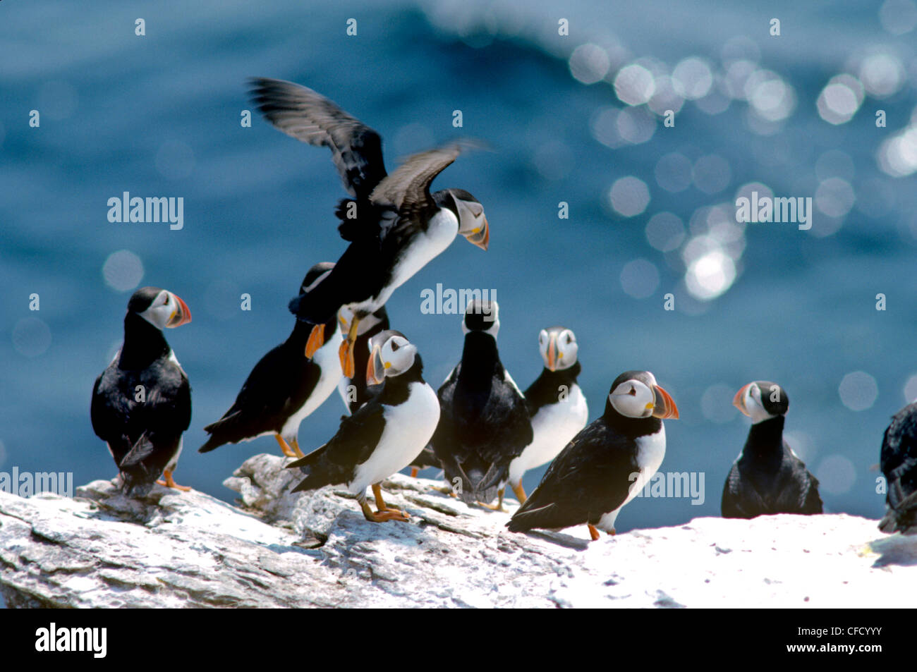 Frailecillo atlántico (Fratercula arctica) Foto de stock