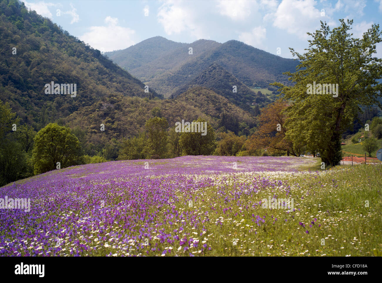 Las flores de la primavera, Cantabria, España, Europa Foto de stock