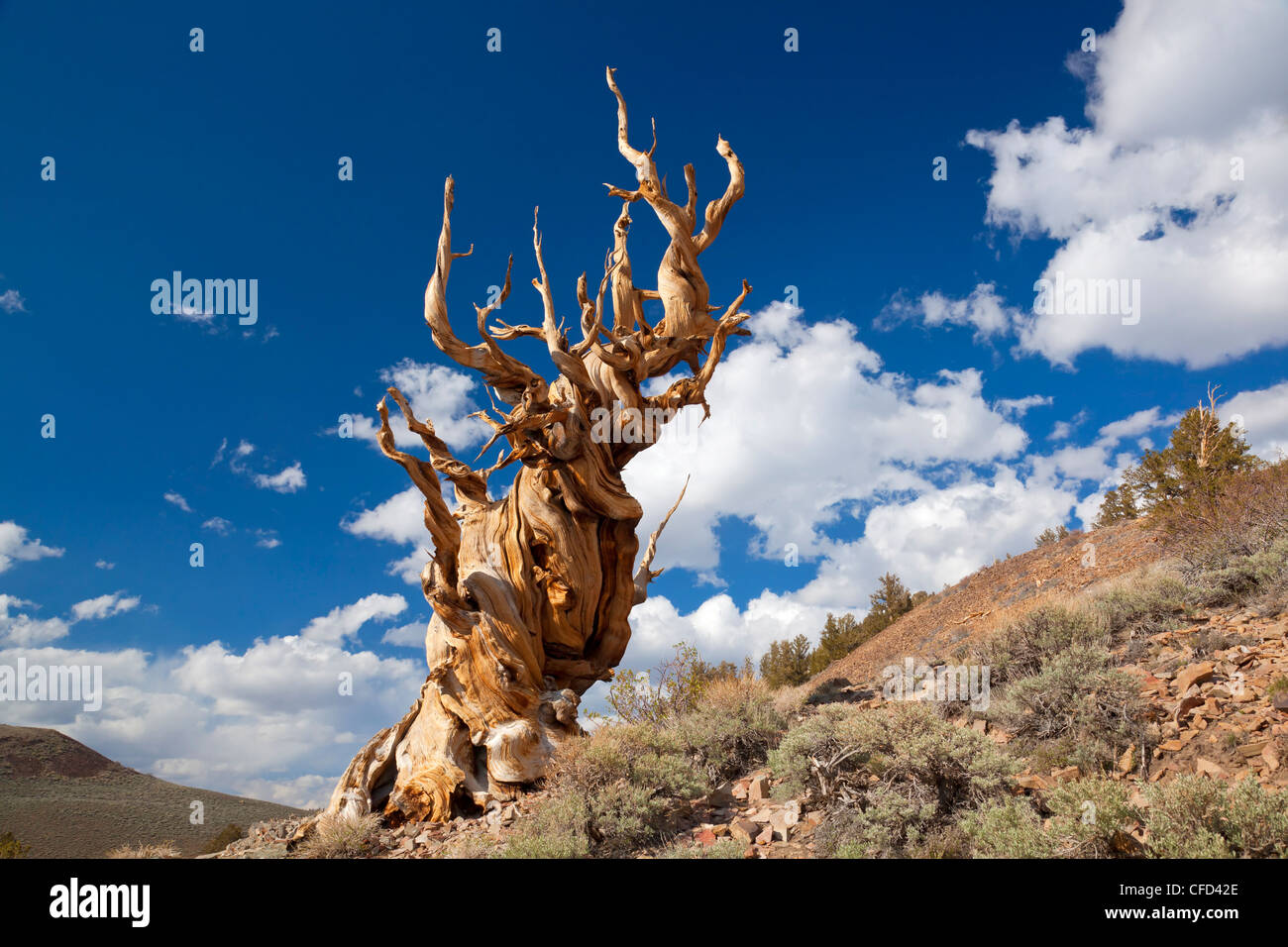 Pino bristlecone (Pinus longaeva), antiguo bosque de pinos bristlecone, Parque Forestal Nacional Inyo, Bishop, California, EE.UU. Foto de stock