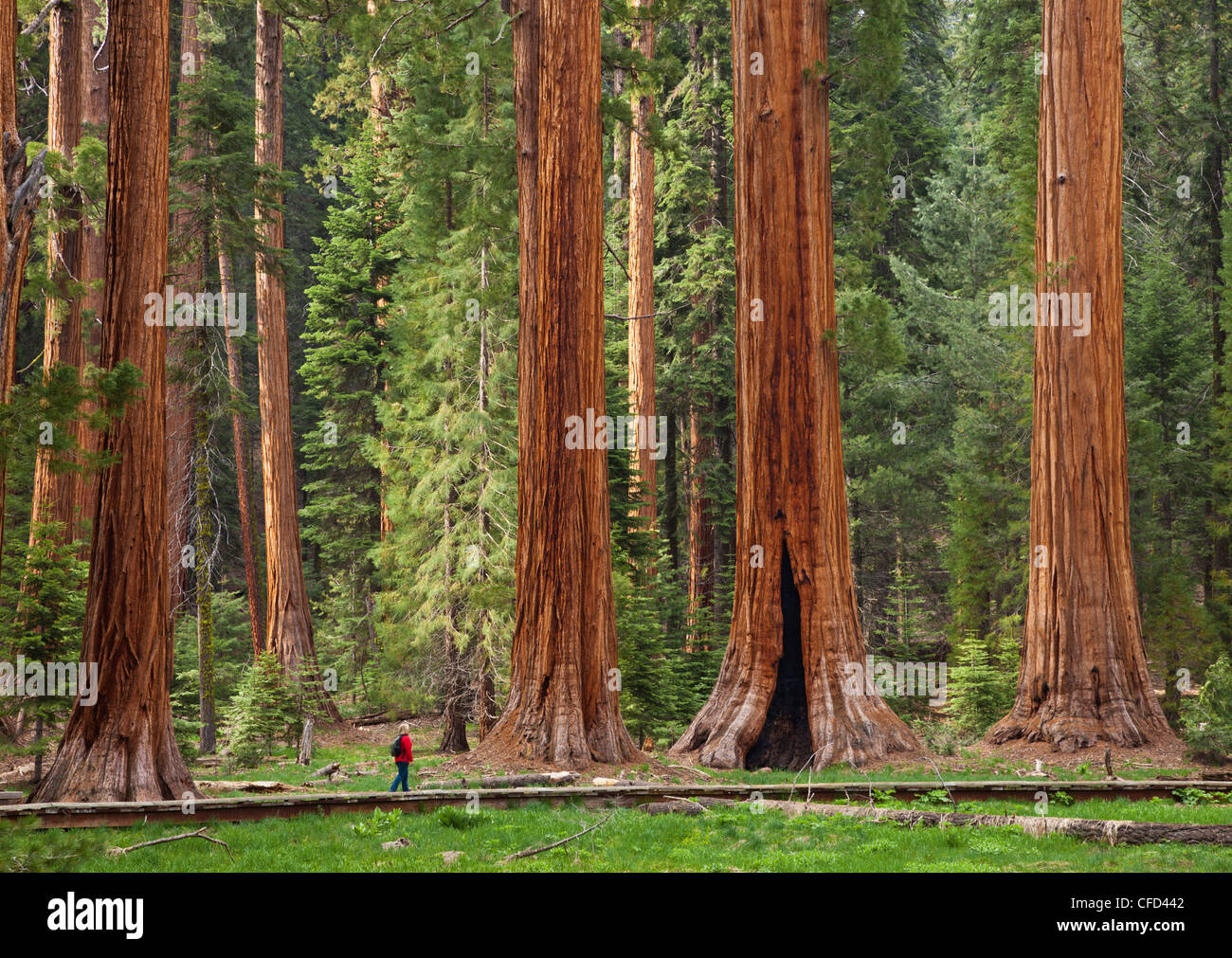 Turista admirando los árboles Sequoia gigante (Sequoiadendron giganteum), el Parque Nacional de las secuoyas, Sierra Nevada, California, EE.UU. Foto de stock