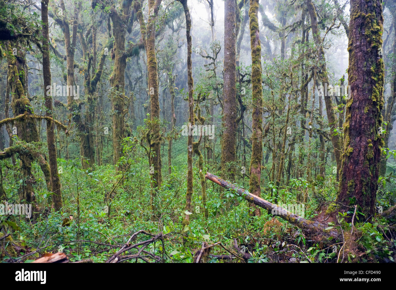 Selva Montana del Parque Nacional de Celaque, Gracias Honduras Centroamérica Foto de stock
