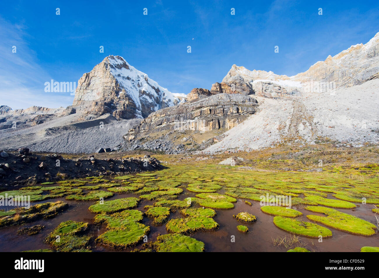 Plantas cojines debajo de cerro de Ritacuba, 5230m, el Parque Nacional Cocuy, Colombia, Sur America Foto de stock