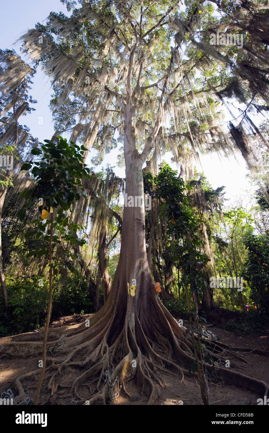 Árboles cubiertos con frondas de Tillandsia, El parque Gallineral, San