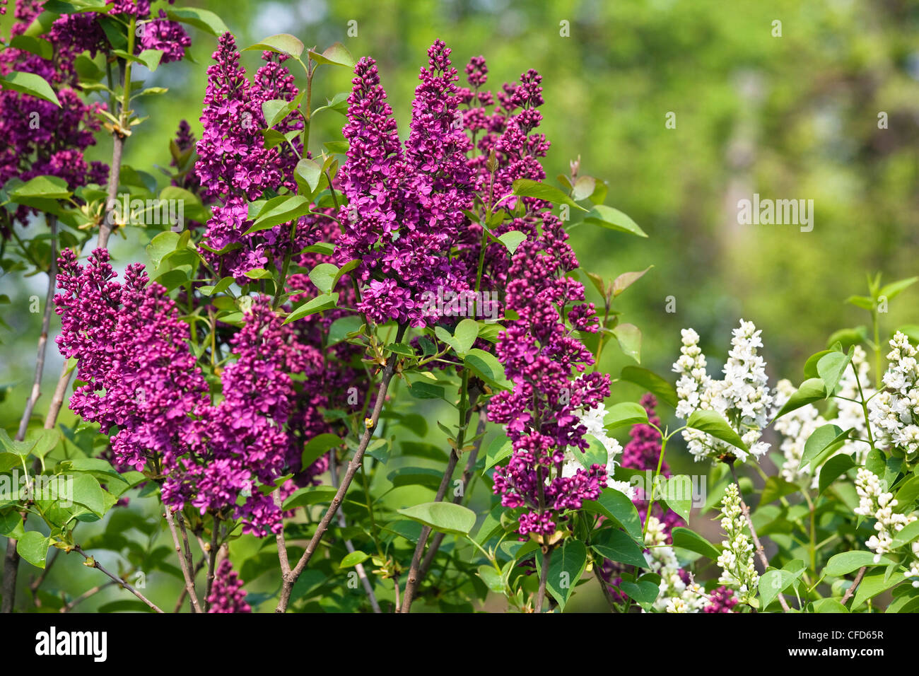Blooming lilacs, Baviera, Alemania, Europa Foto de stock