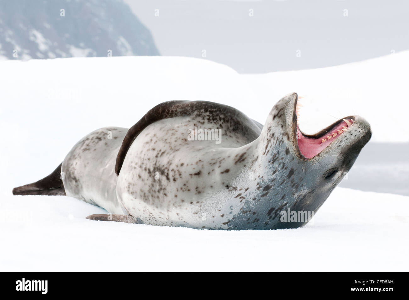 Hembra focas leopardo (Hydrurga leptonyx), amenaza pantalla, Isla Pleneau, Península Antártica, en la Antártida Foto de stock