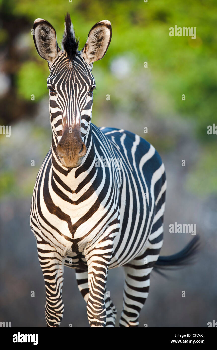 Crawshay Zebra - subespecies de llanuras Zebra. A orillas del río Luangwa. El Parque Nacional Luangwa del Sur, Zambia Foto de stock