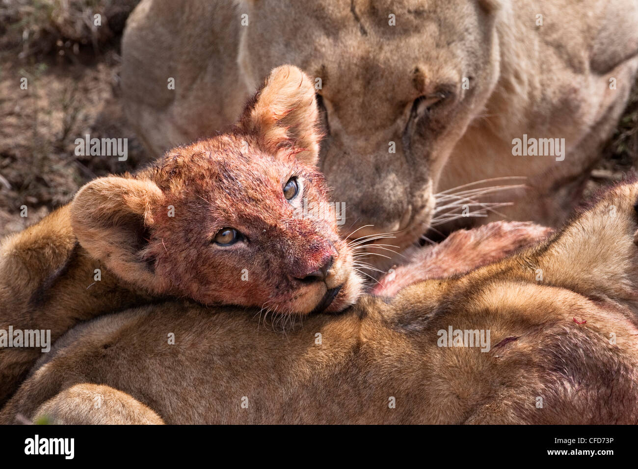 Cachorro de león (Panthera leo) en matar, reserva privada de Kwandwe, Eastern Cape, Sudáfrica, África Foto de stock