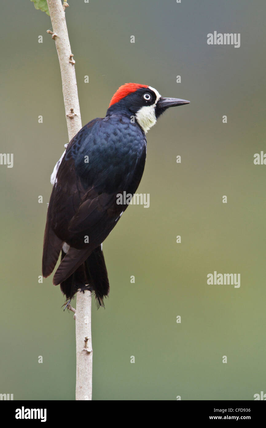 Acorn Woodpecker (Melanerpes formicivorus) posado en una rama en Costa Rica. Foto de stock