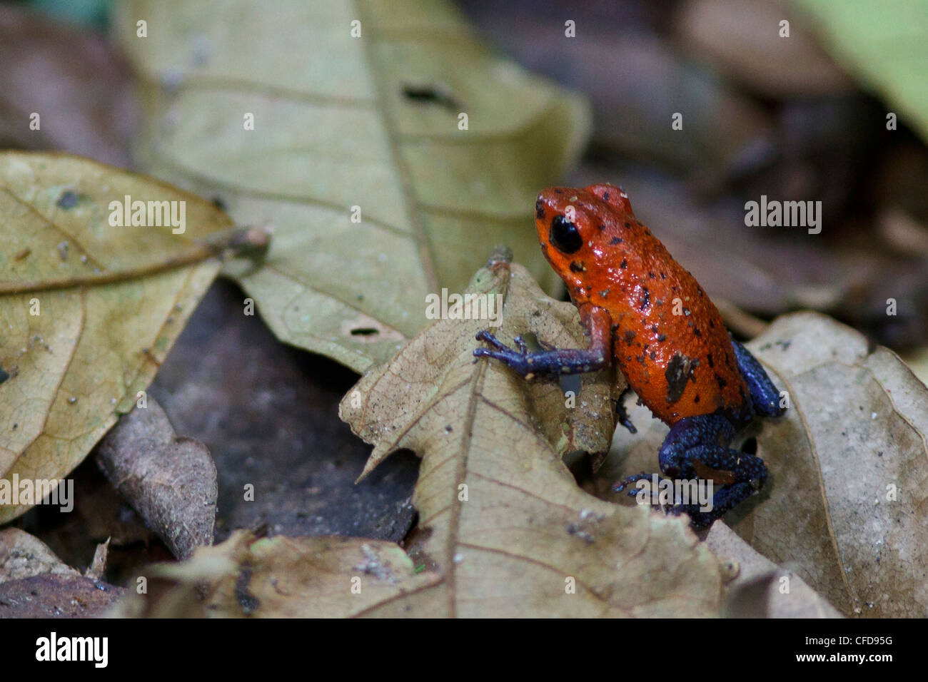 Strawberry Poison Dart Frog encaramado en la hojarasca en la selva de Costa Rica. Foto de stock