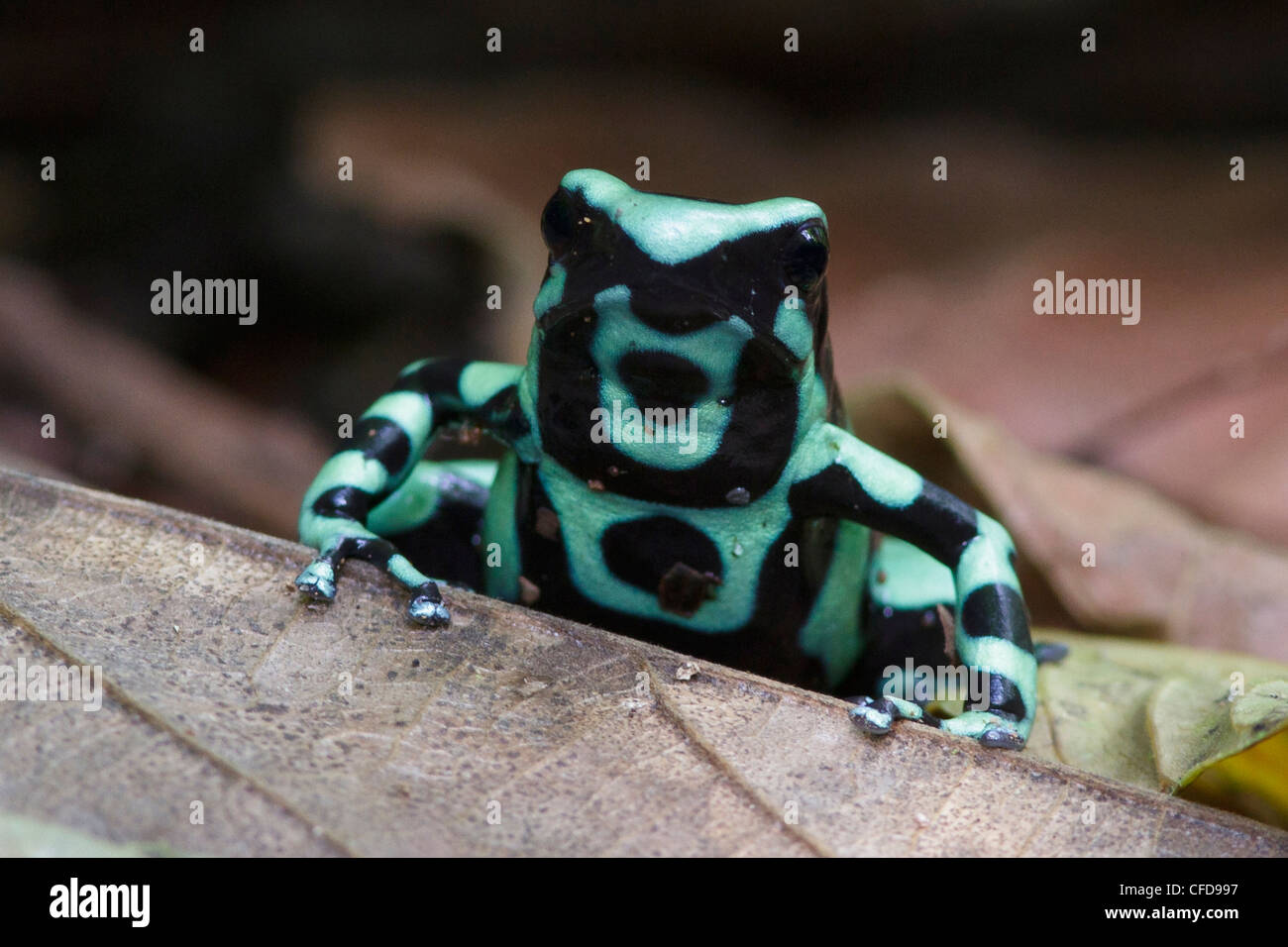 Verde y negro Poison Dart Frog encaramado en la hojarasca en la selva de Costa Rica. Foto de stock