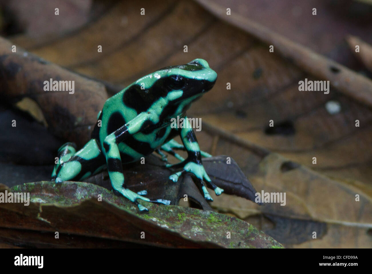 Verde y negro Poison Dart Frog encaramado en la hojarasca en la selva de Costa Rica. Foto de stock
