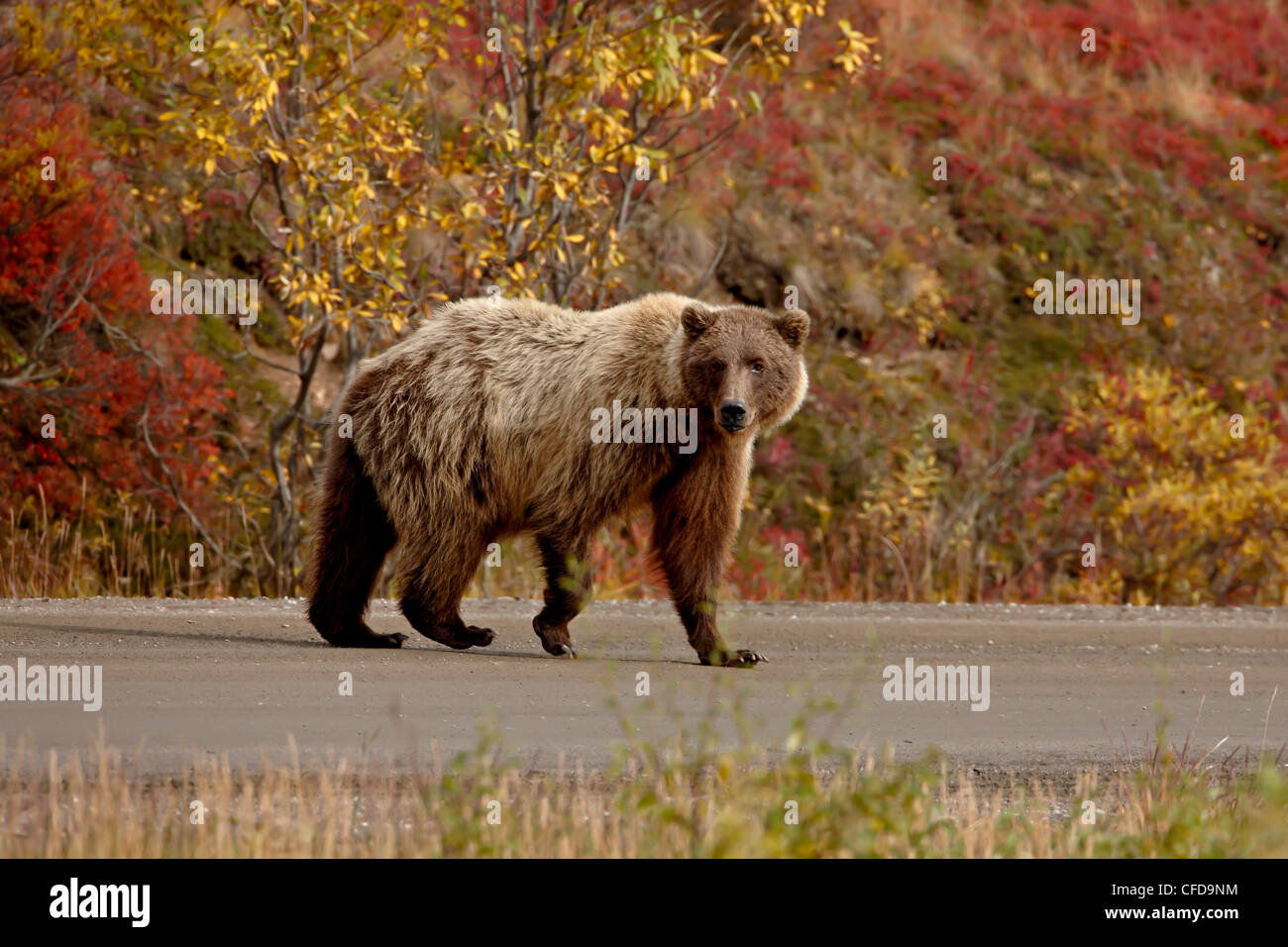 Oso grizzly (Ursus arctos horribilis) (costeras oso pardo) en una carretera, el Parque Nacional Denali y preservar, Alaska, EE.UU. Foto de stock