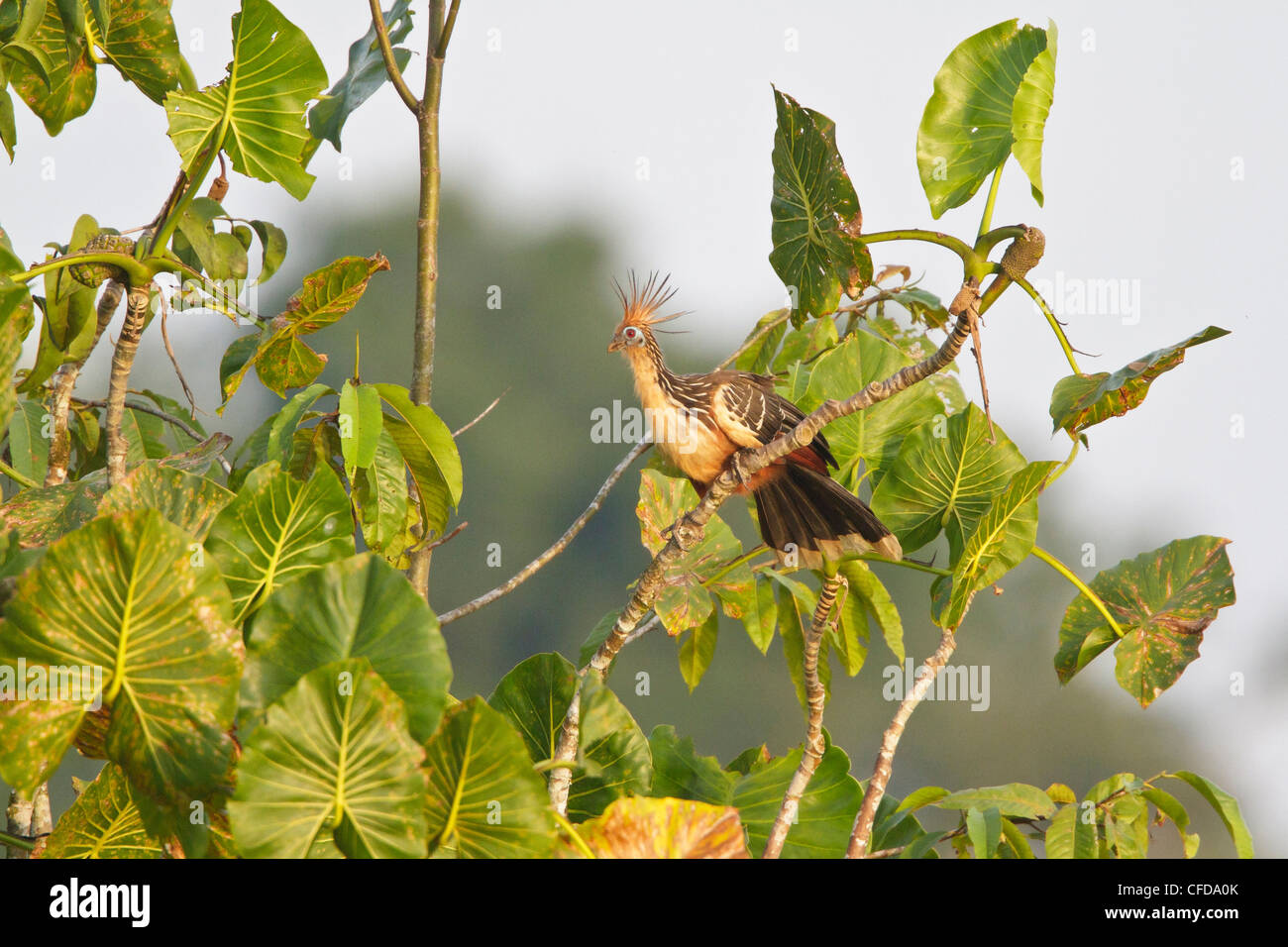 Hoatzin (Opisthocomus hoazin) posado en una rama en Ecuador. Foto de stock
