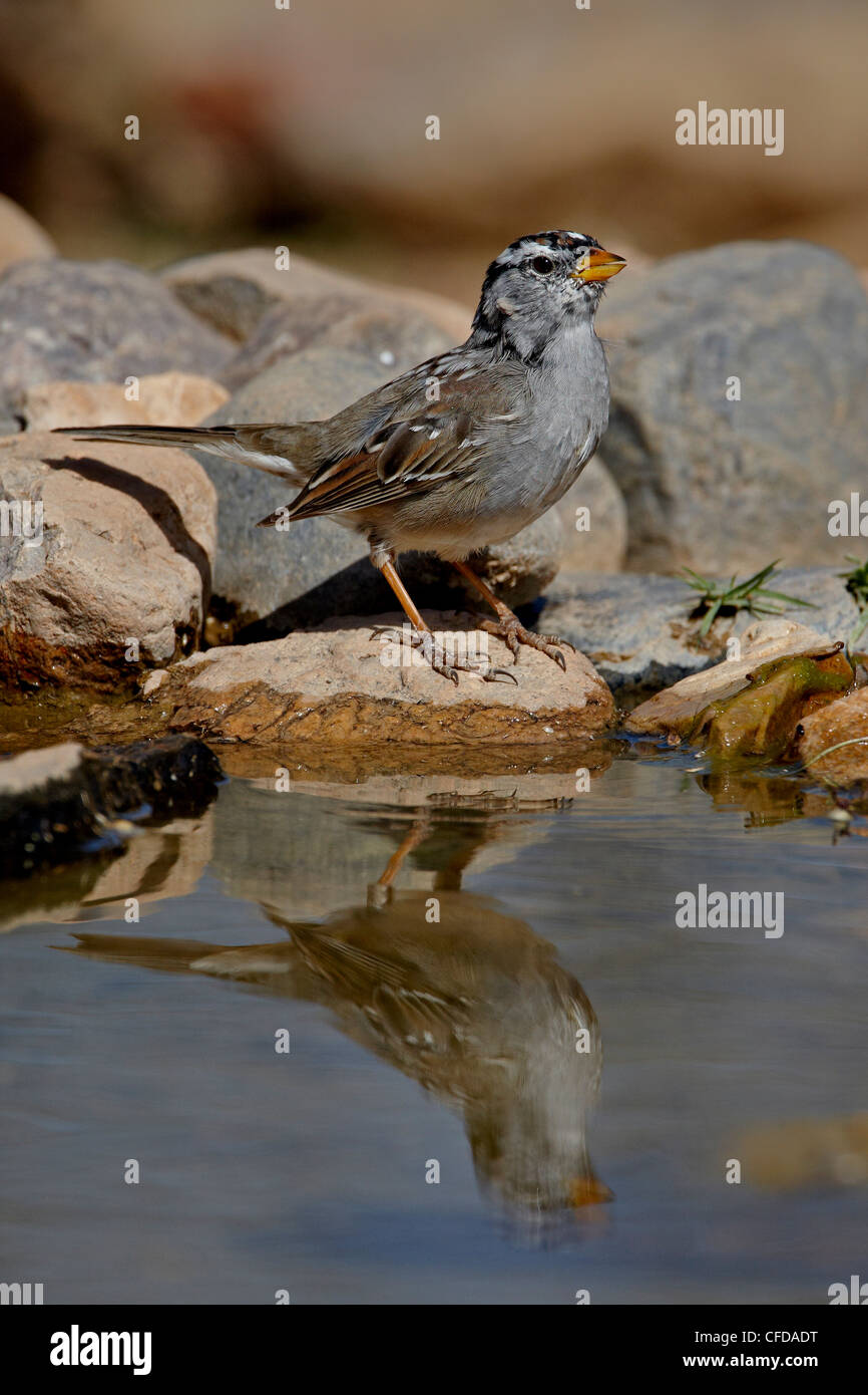 Blanco-coronado sparrow (Zonotrichia leucophrys) reflejada en un estanque, el estanque, Amado, Arizona, Estados Unidos de América Foto de stock