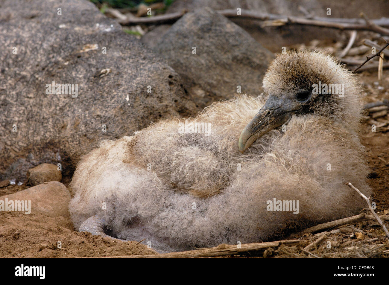 Albatros chick, Islas Galápagos, Ecuador, América del Sur. (En peligro crítico) Foto de stock