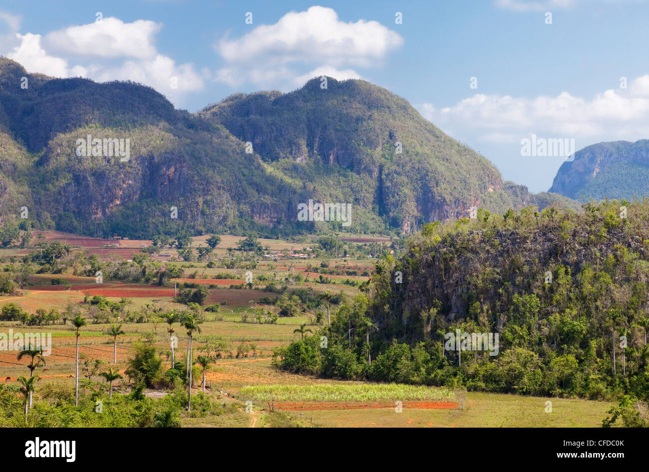 La agricultura en el espectacular Valle de Viñales, sitio del Patrimonio Mundial de la UNESCO, provincia de Pinar del Río, Cuba, Las Antillas Foto de stock