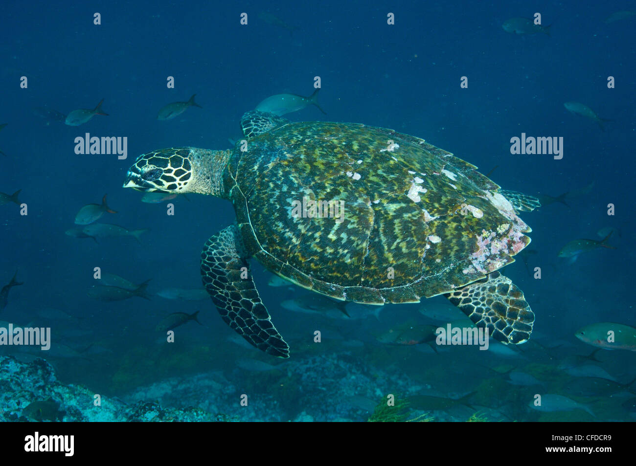 La tortuga carey, Central de islas, las Islas Galápagos, Ecuador, América del Sur. Foto de stock