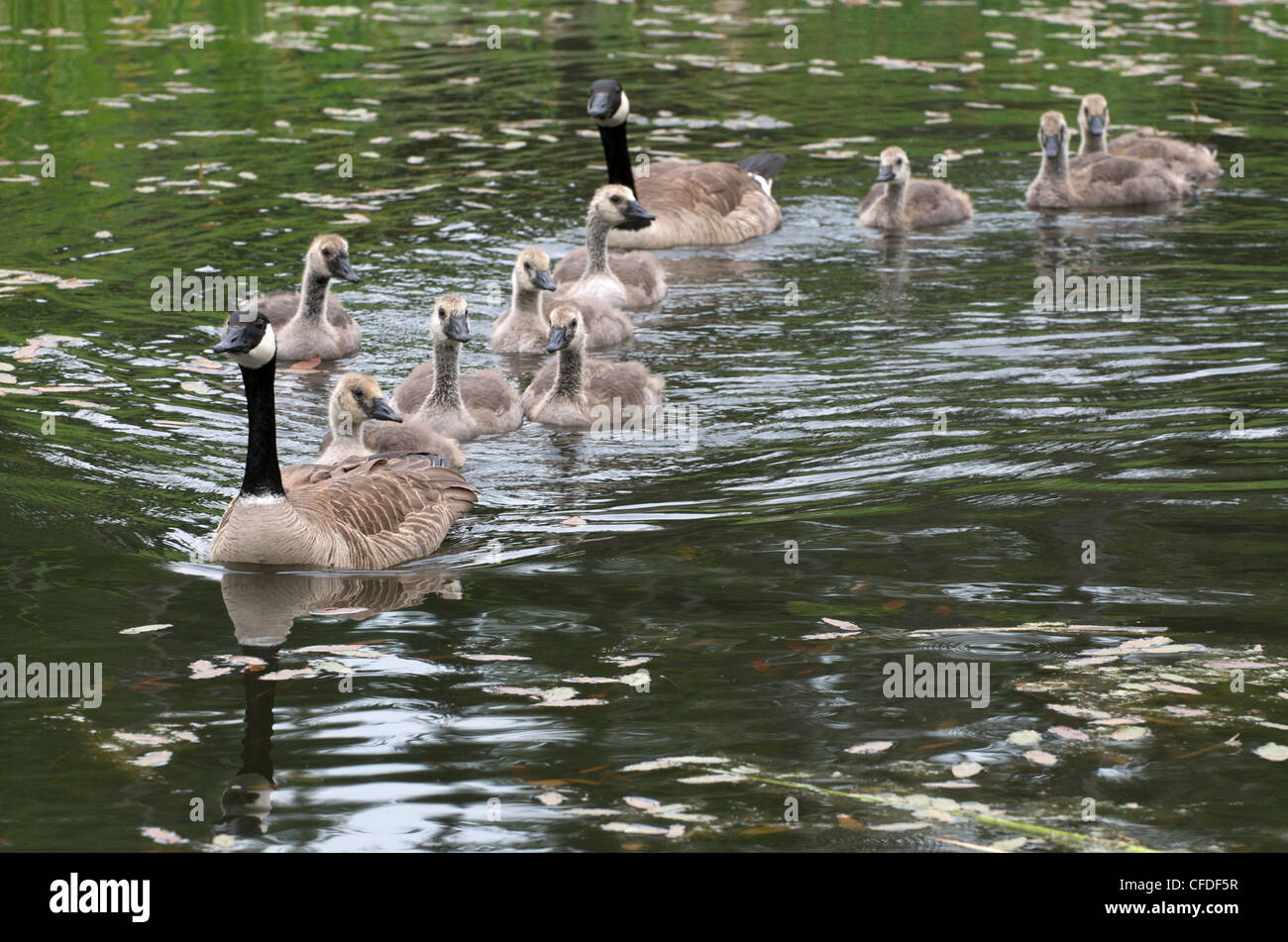 Jóvenes padres CanadGoose goslings estanque Foto de stock