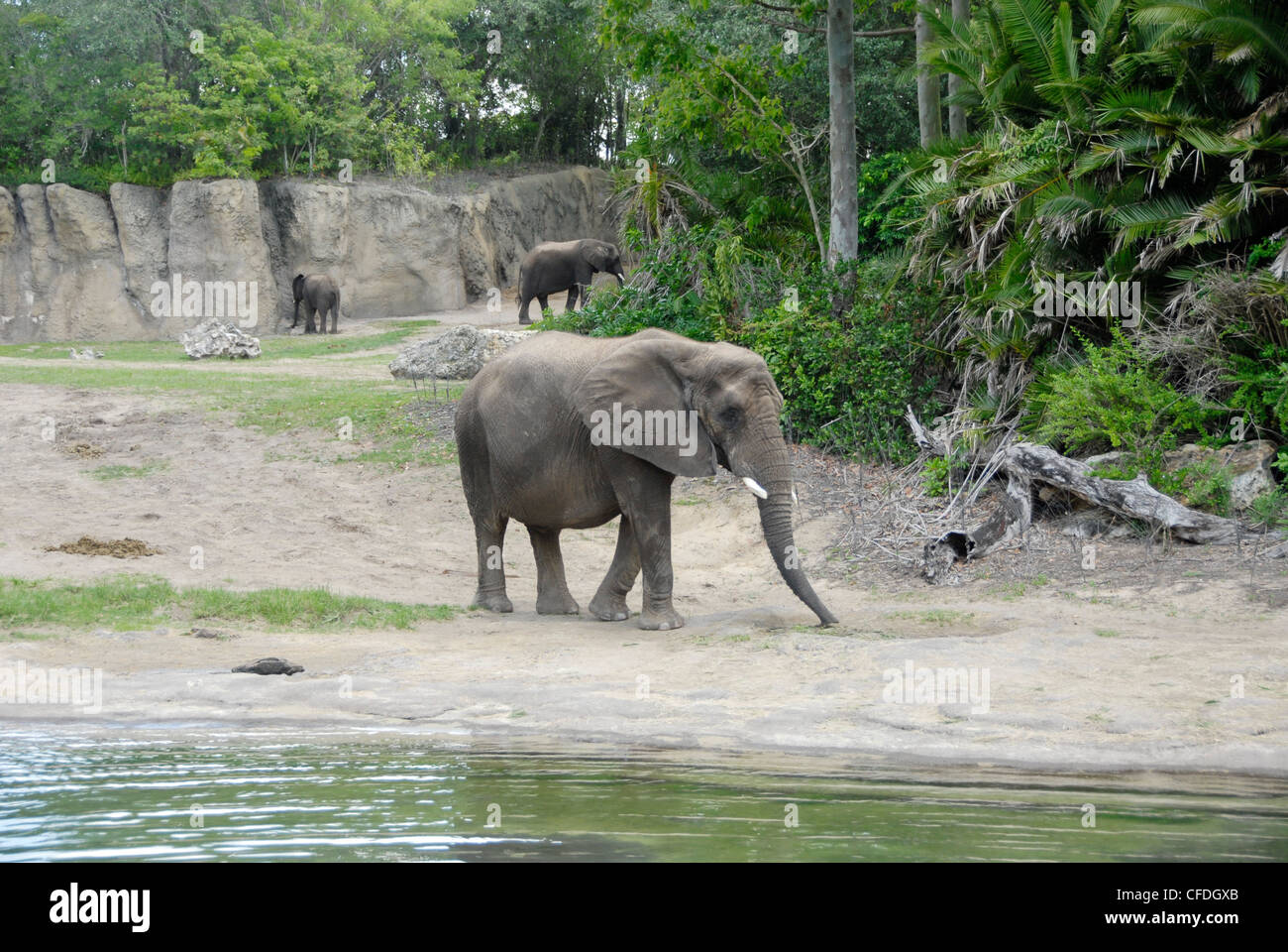 Animal Kingdom en Walt Disney World® Resort, comúnmente conocido como Walt Disney World y oficiosamente como Disney World. Foto de stock