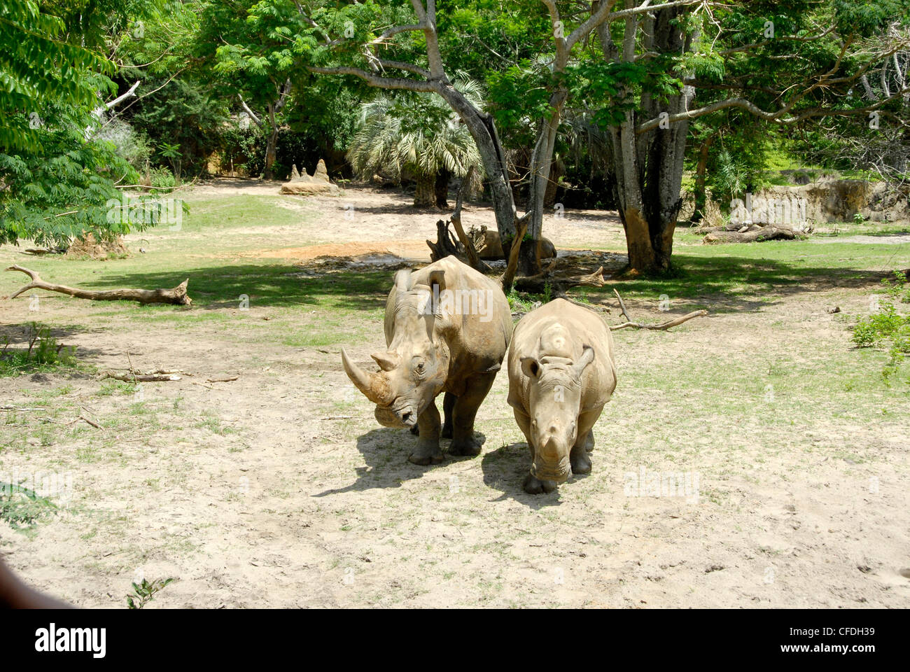 Animal Kingdom en Walt Disney World® Resort, comúnmente conocido como Walt Disney World y oficiosamente como Disney World. Foto de stock