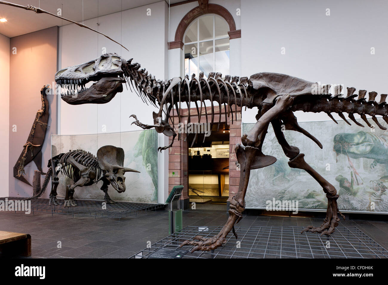 Senckenberg-Museum, vista en el dinosaur hall, Frankfurt am Main, Hesse, Alemania, Europa Foto de stock