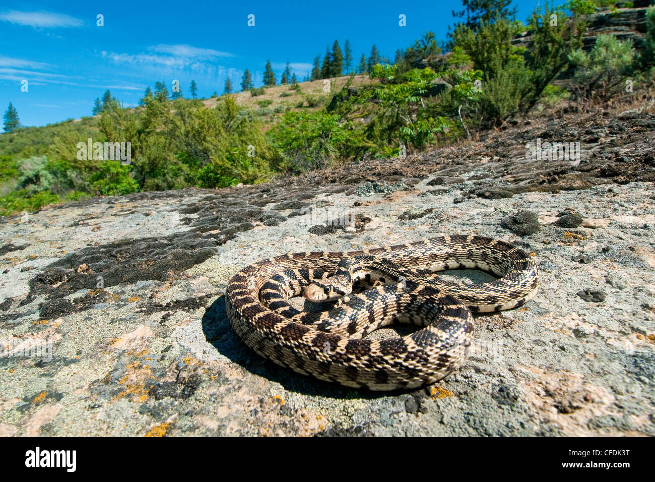 La serpiente (Pituophis catenifer Gopher), peregrino Valle Okanagan, en el sur de la Columbia Británica, Canadá Foto de stock