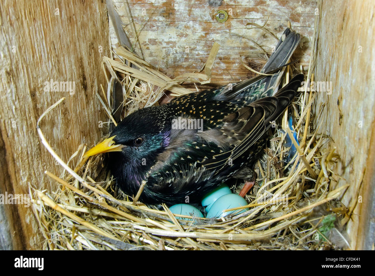 Incubando la Unión estornino (Sturnus vulgaris), Okanagan Valley, sur de Britsih Columbia, Canadá Foto de stock