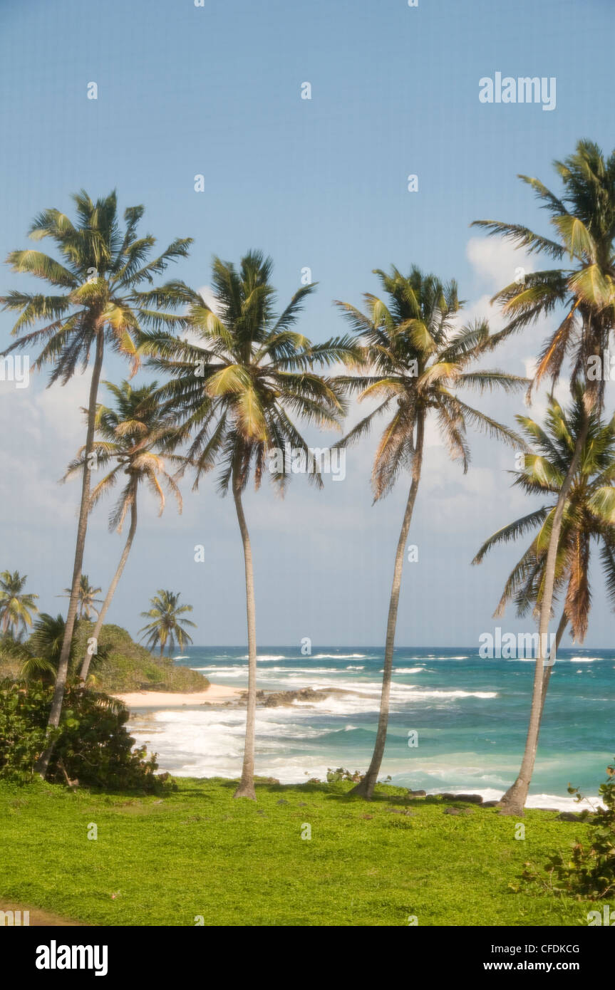 Palmeras de coco beach subdesarrolladas contenido punto extremo sur de la Isla del Mar Caribe de Nicaragua Foto de stock