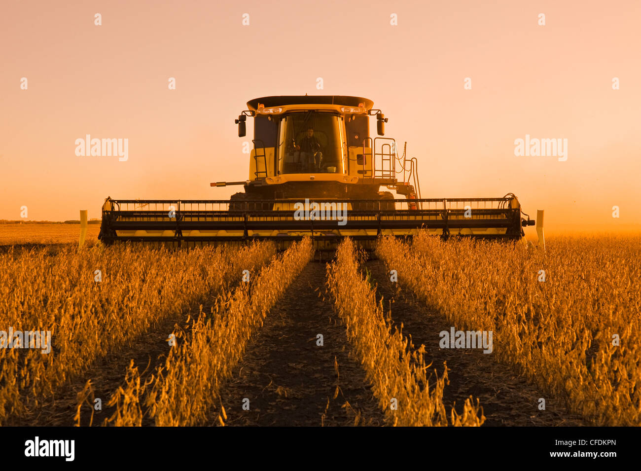 Cosecha de soja, cerca de Lorette, Manitoba, Canadá Foto de stock