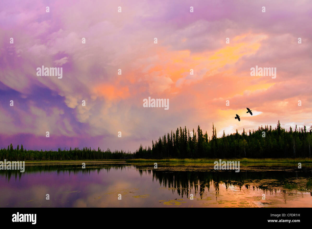 Los cuervos (Corvus corax) volando en un lago al atardecer boreal, alrededores Yellowknife, Territorios del Noroeste y el norte de Canadá Foto de stock