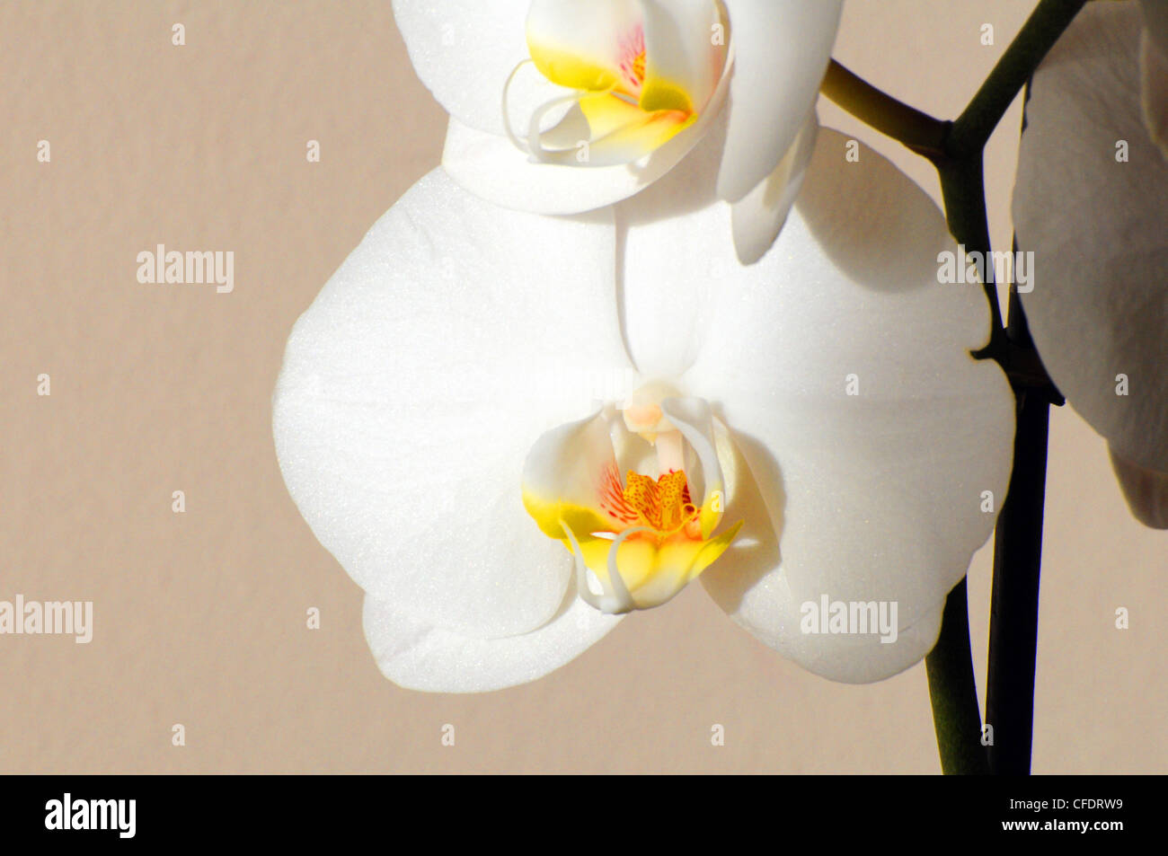 Una flor de orquídea blanca sobre un fondo de color beige - La imagen  muestra una mezcla de luz y sombra Fotografía de stock - Alamy