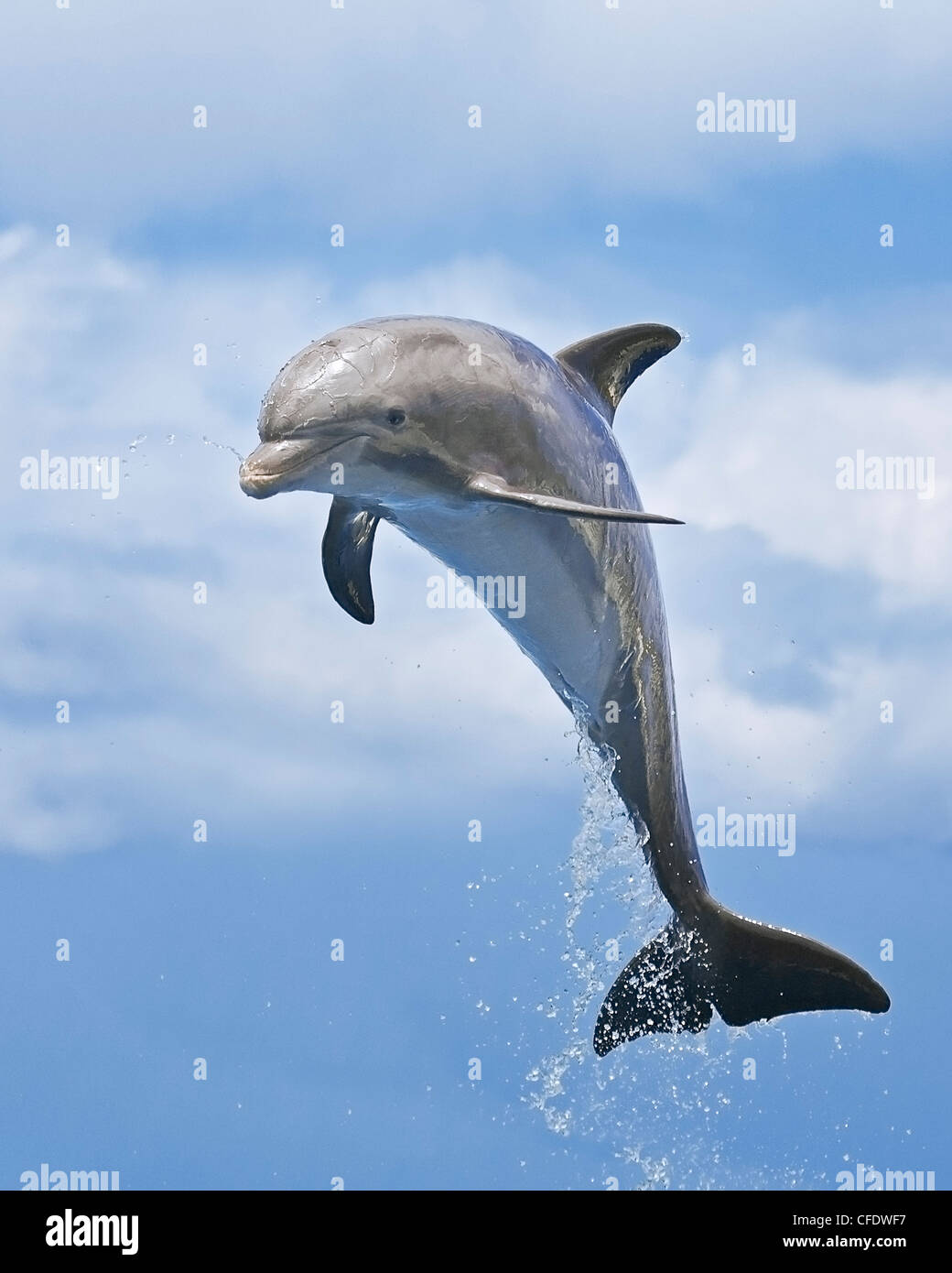 Ternero delfín mular (Tursiops truncatus, saltando Foto de stock