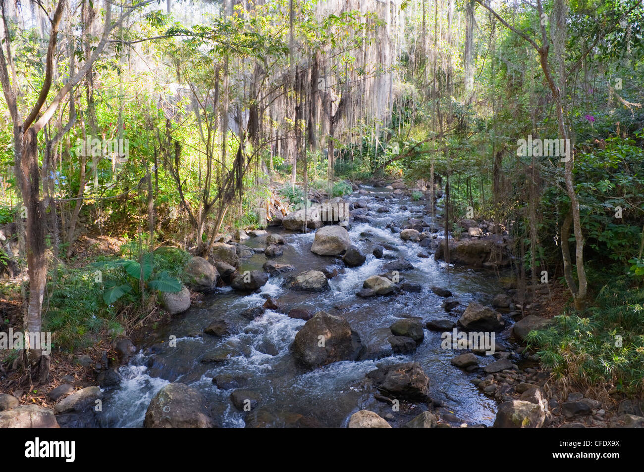 Árboles cubiertos con frondas de Tillandsia, El parque Gallineral, San