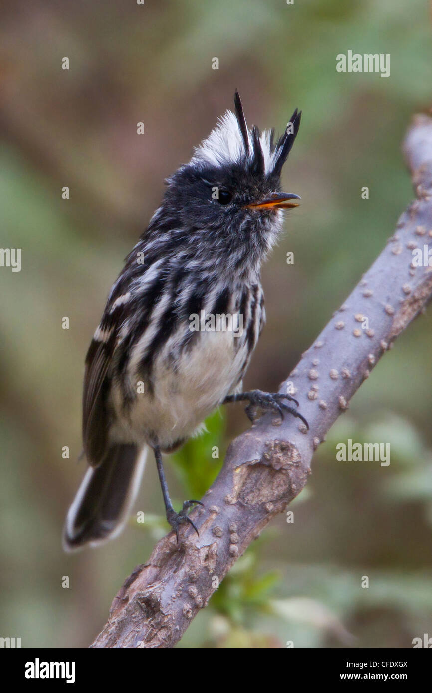 Piedcrested TitTyrant (Anairetes reguloides) posado en una rama en el